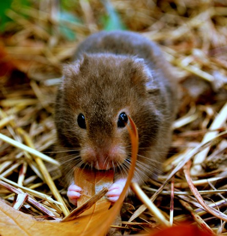 Dead Leaf Nibbles~ Virgil by knittingskwerlgurl