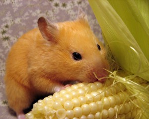 corn--its-good-for-you---miss-sherbet-by-knittingskwerlgurl.jpg