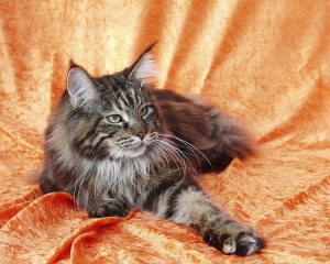 souborblacktabbymaine-coon.jpg