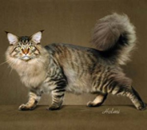 maine_coon_new.jpg