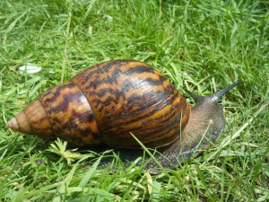 achatina.jpg